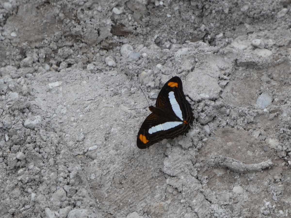 Pointed Sister - ML646417092