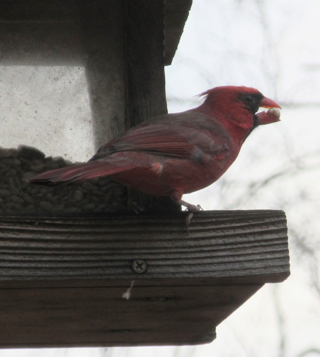 Northern Cardinal - ML646417094