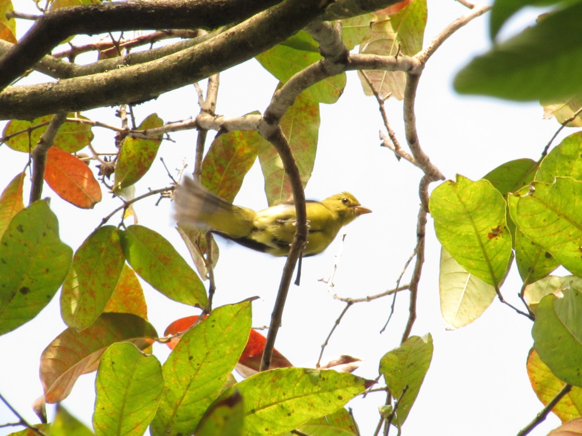 Scarlet Tanager - ML646417095