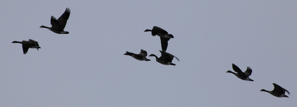 berneška velká - ML646417096