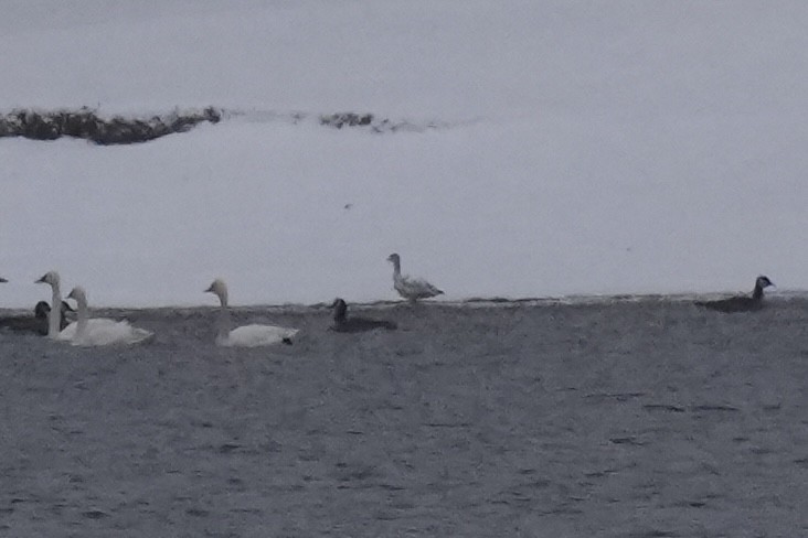 Snow Goose - ML646417097