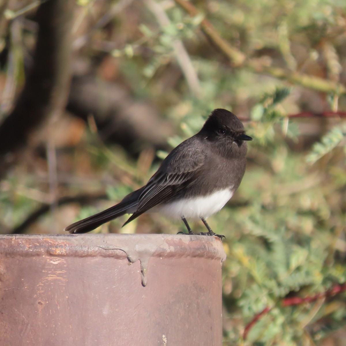 Black Phoebe - ML646417098