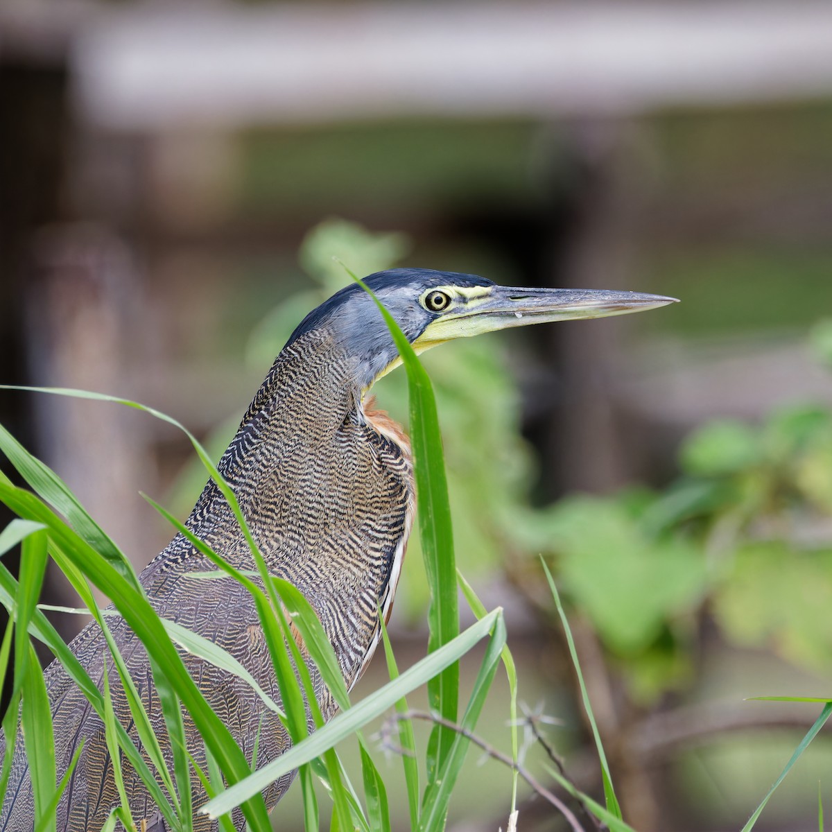 Bare-throated Tiger-Heron - ML646417099