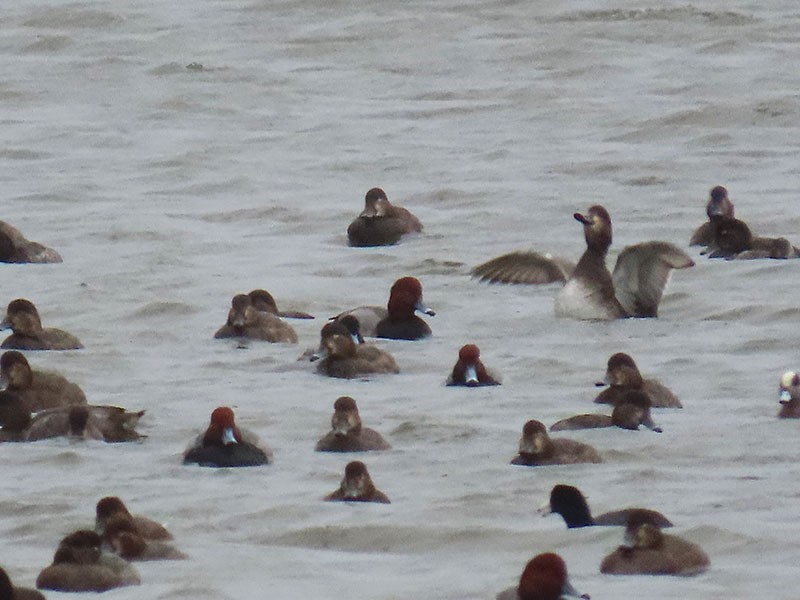 Redhead - ML646417100