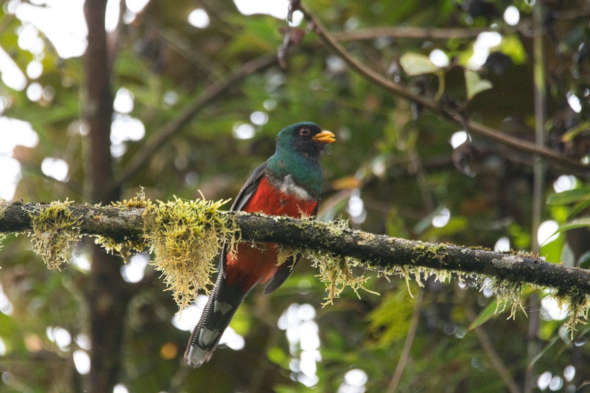 Masked Trogon - ML646417106