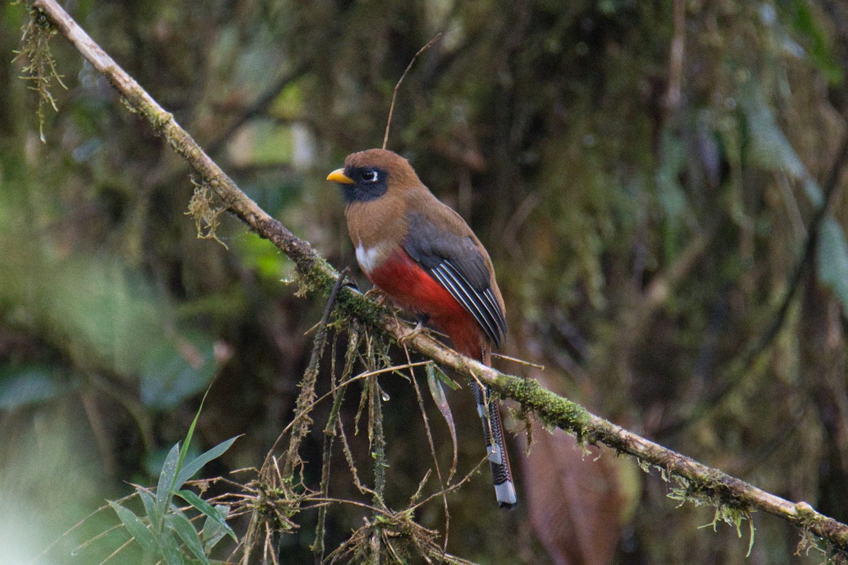 Masked Trogon - ML646417107