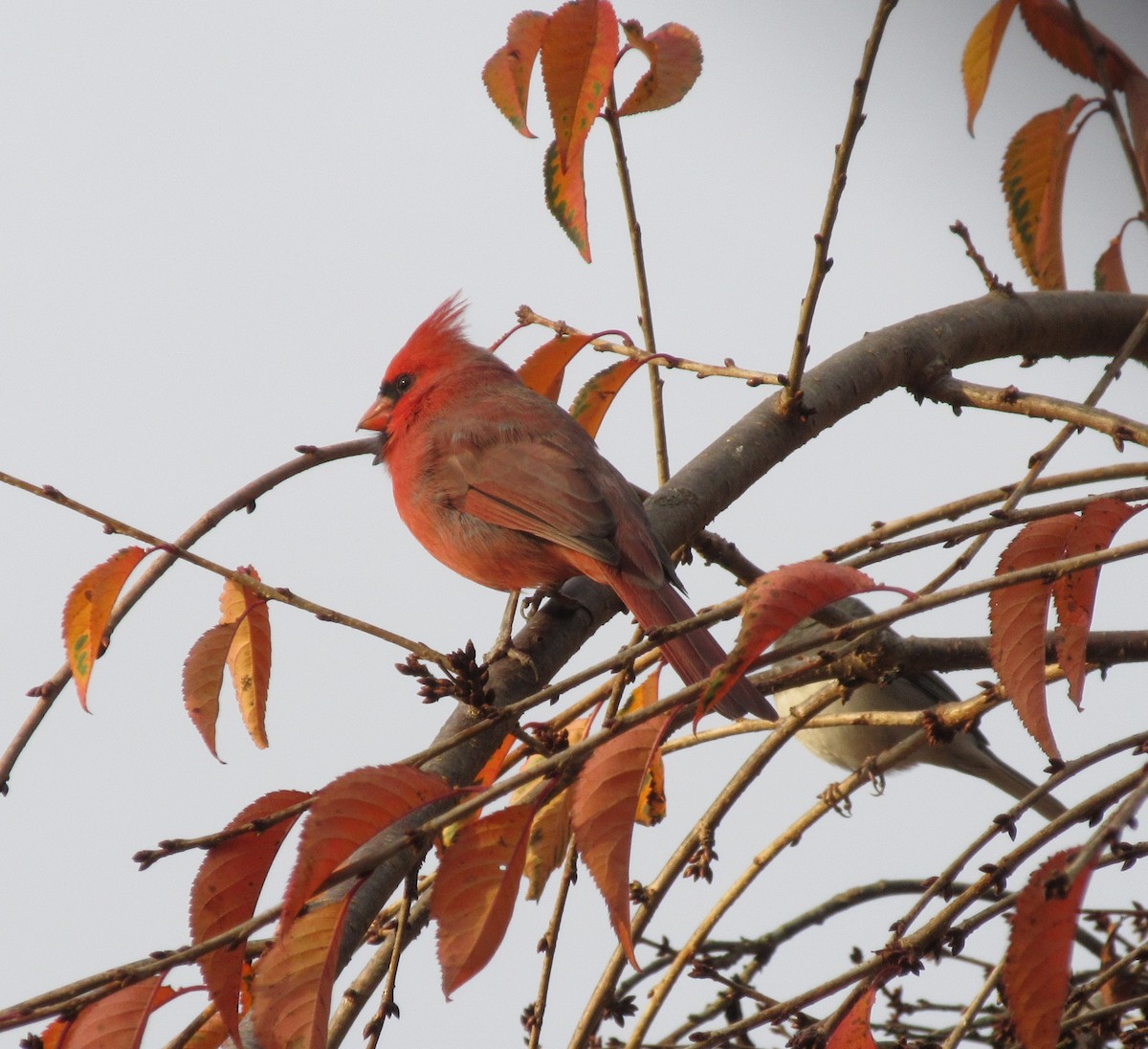 Northern Cardinal - ML646417108