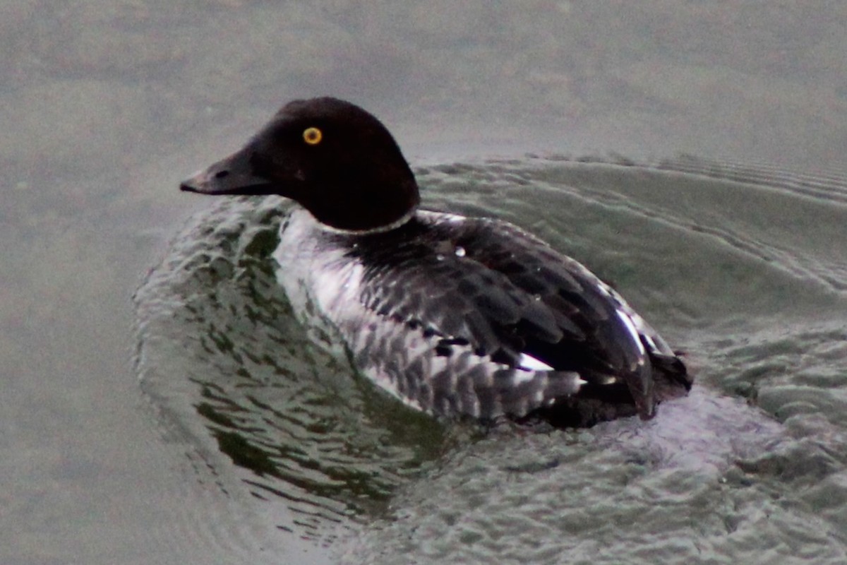 Quattrocchi - ML646417109