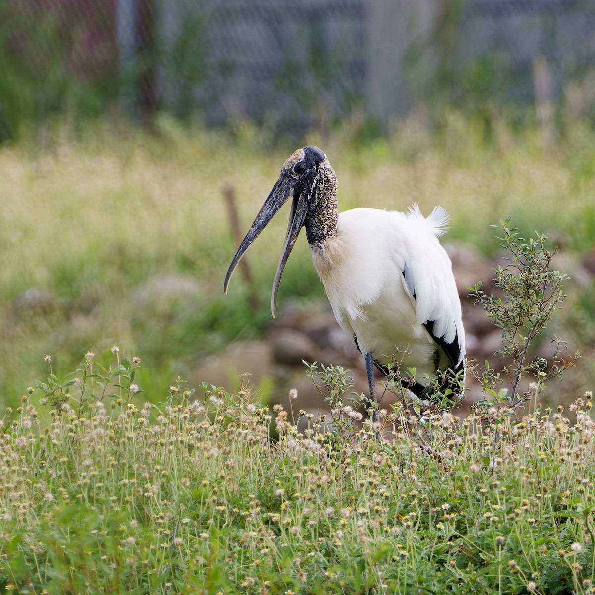 Wood Stork - ML646417110