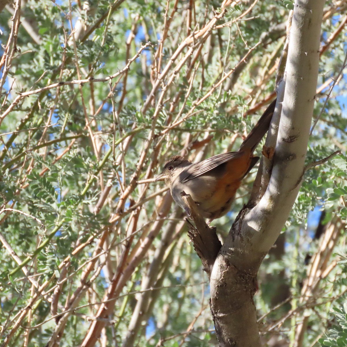 Canyon Towhee - ML646417111