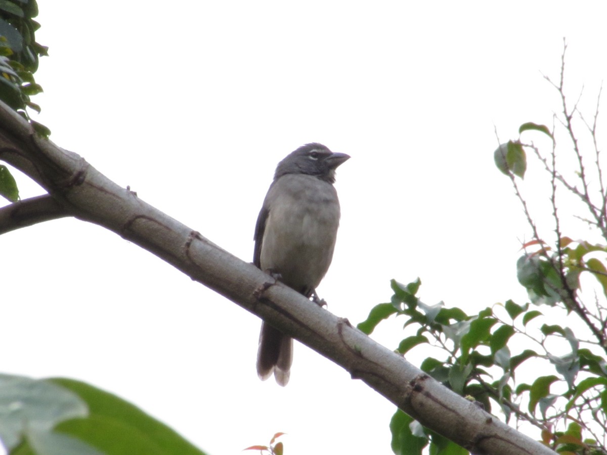 Olive-gray Saltator - ML646417112