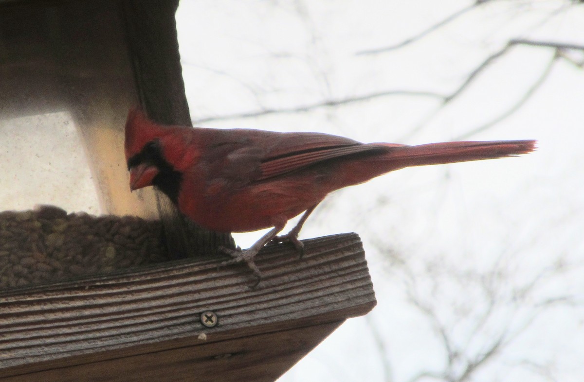 Northern Cardinal - ML646417113