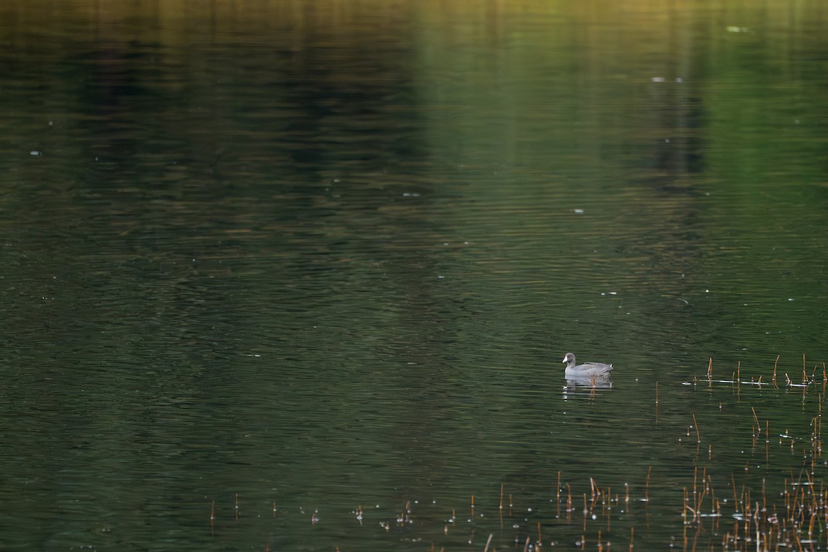 American Coot - ML646417114