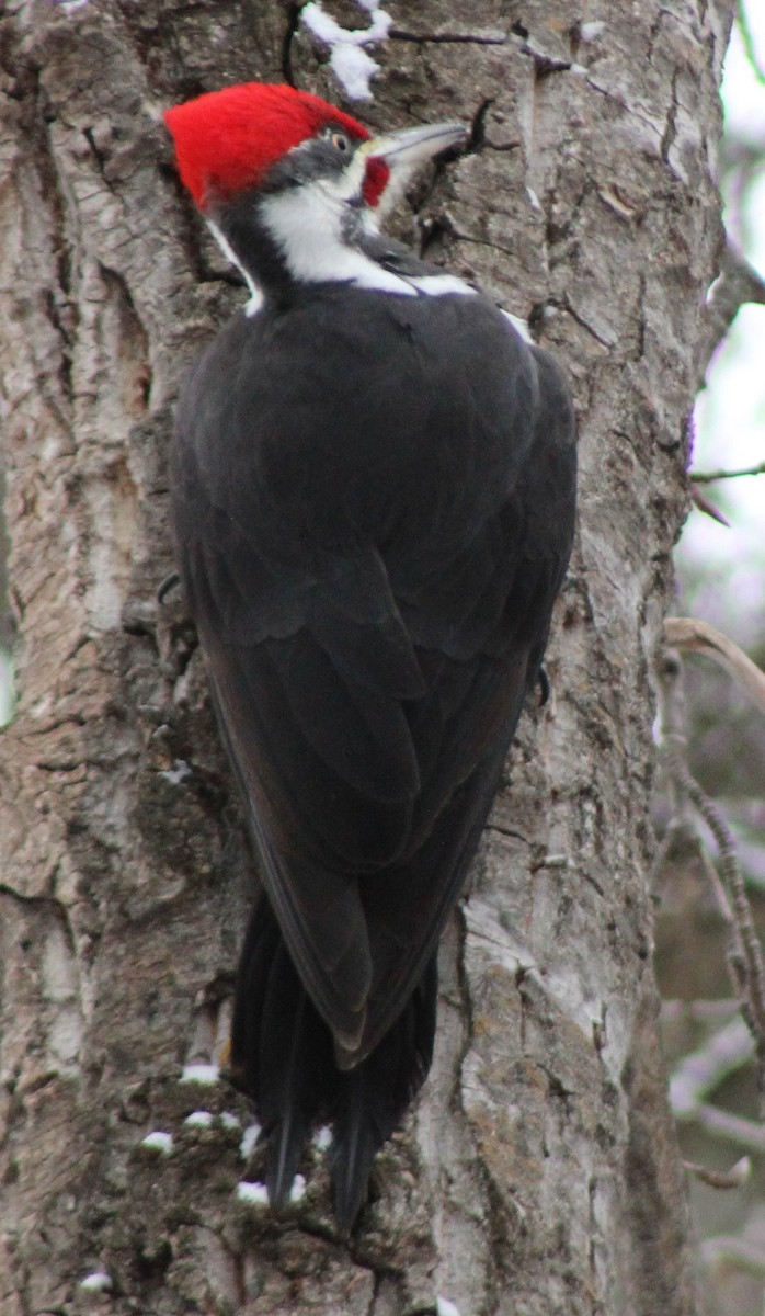 Pileated Woodpecker - ML646417115