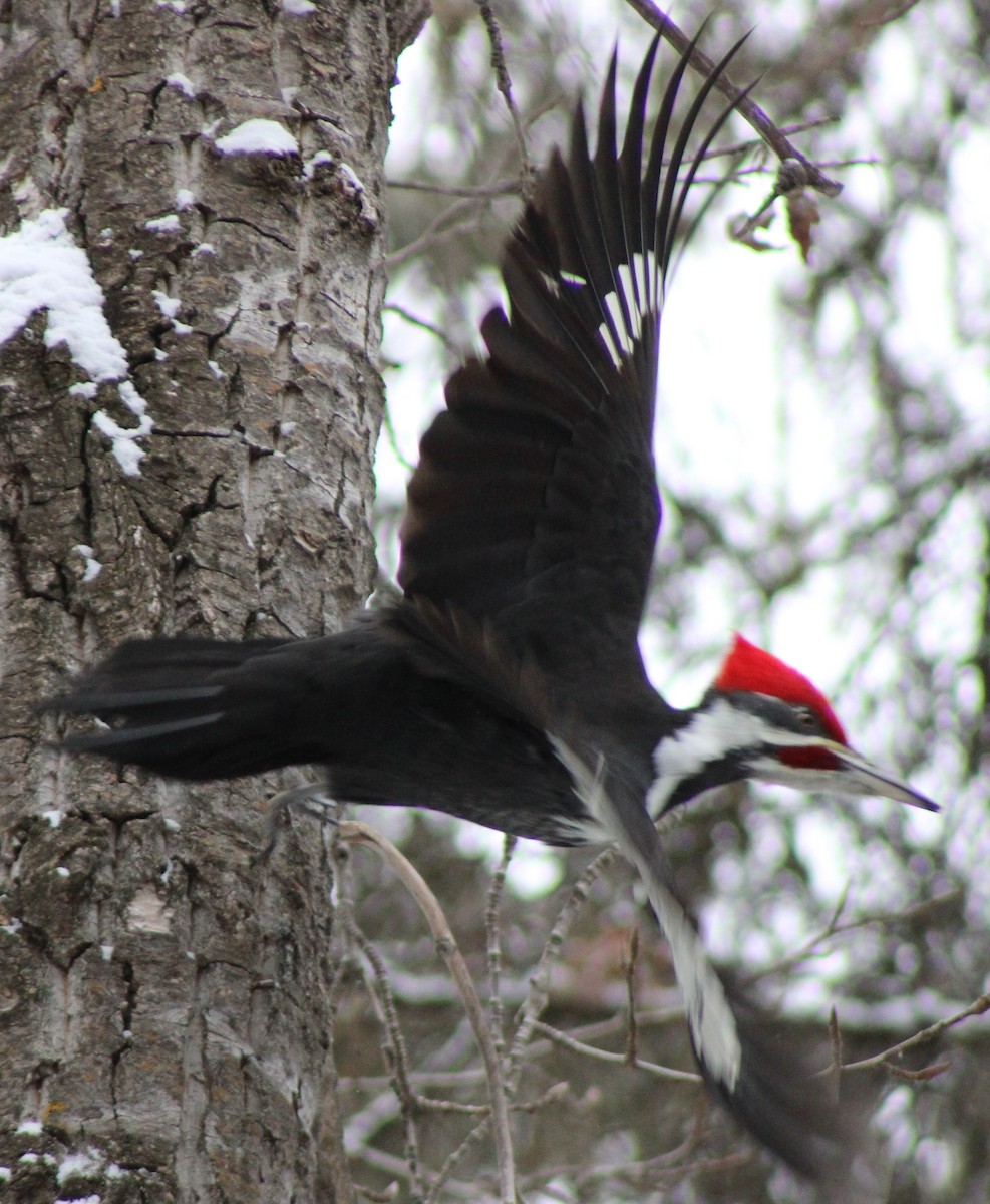 Pileated Woodpecker - ML646417116