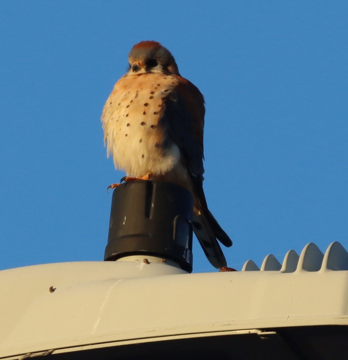 American Kestrel - ML646417117