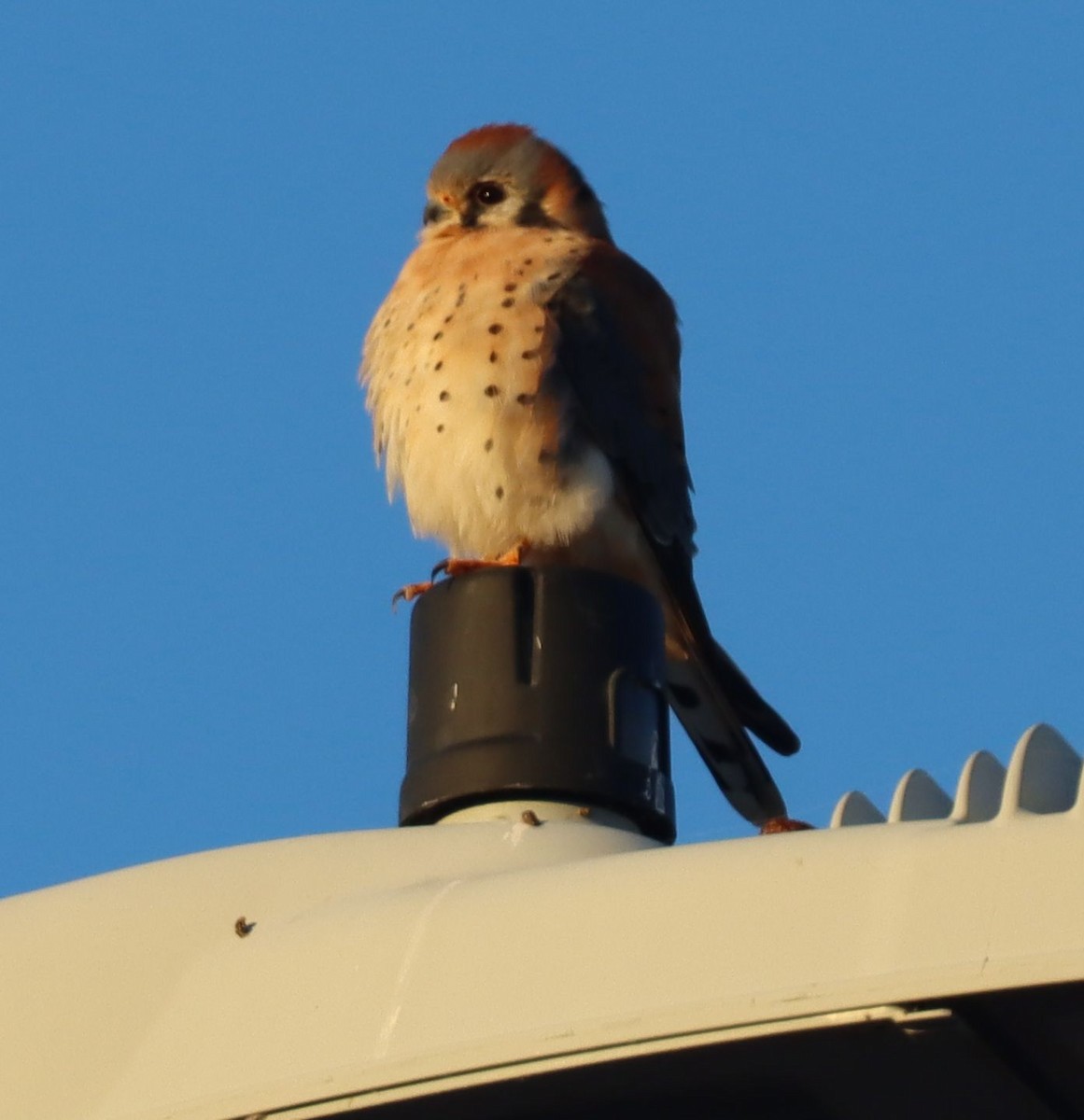 American Kestrel - ML646417118