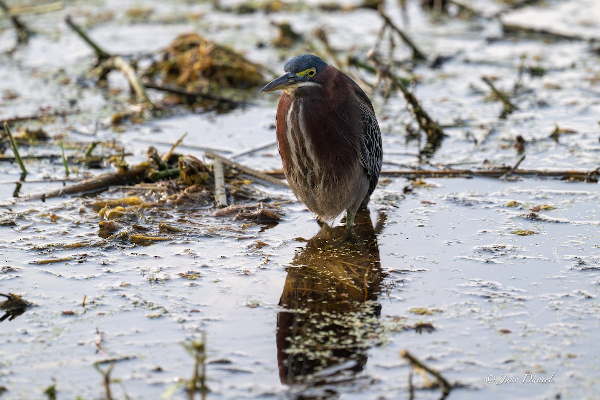 Airone verde - ML646417119