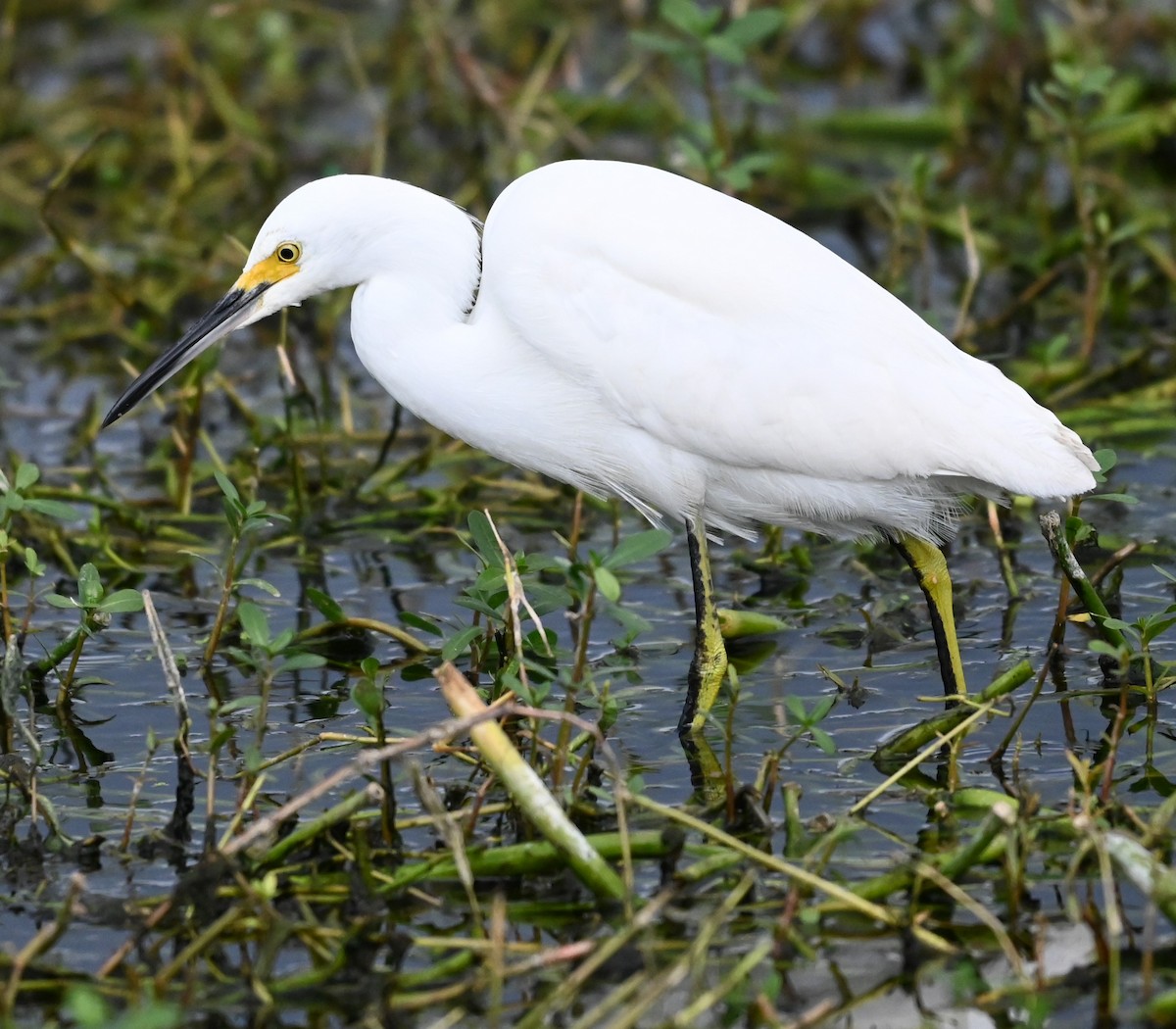 Snowy Egret - ML646417120