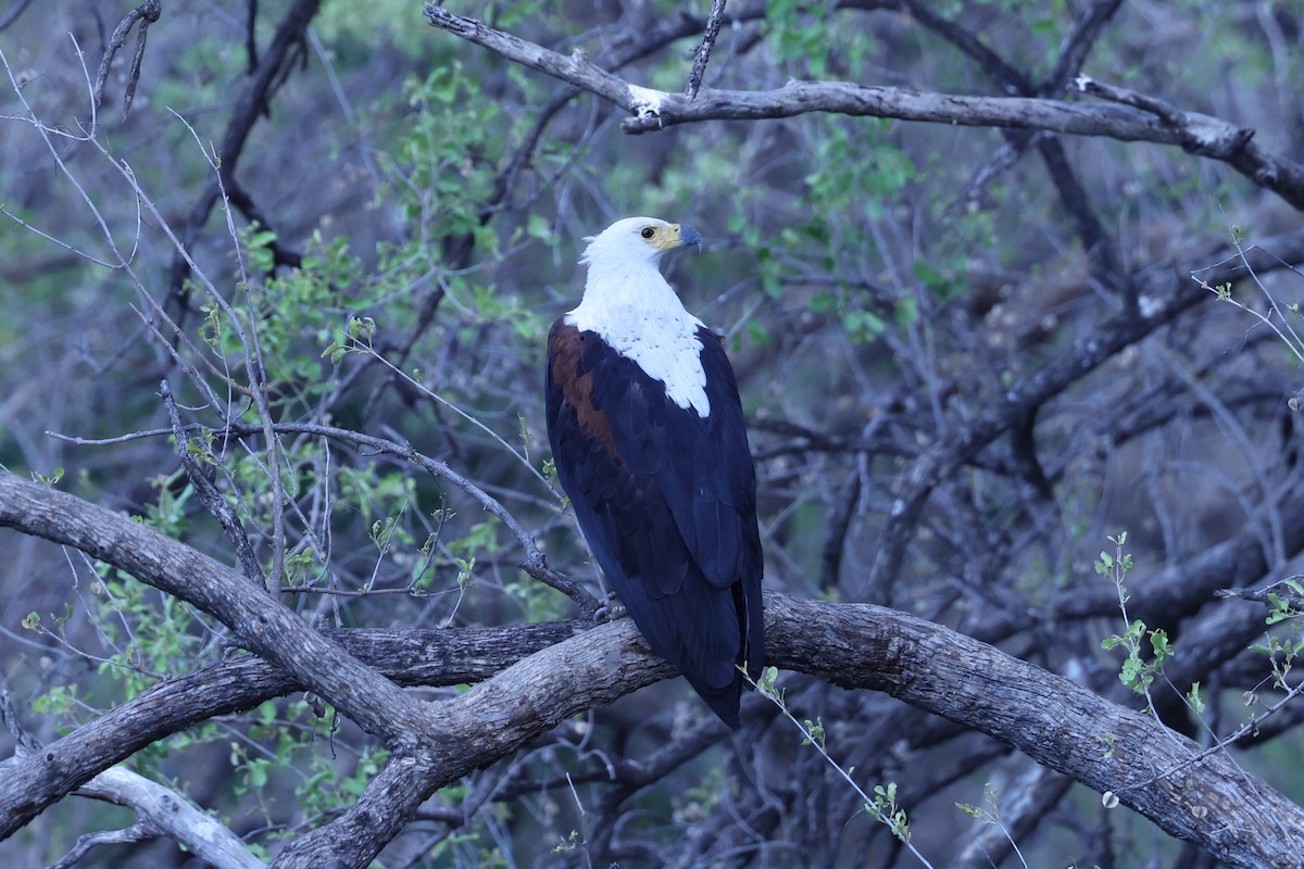 African Fish-Eagle - ML646417121