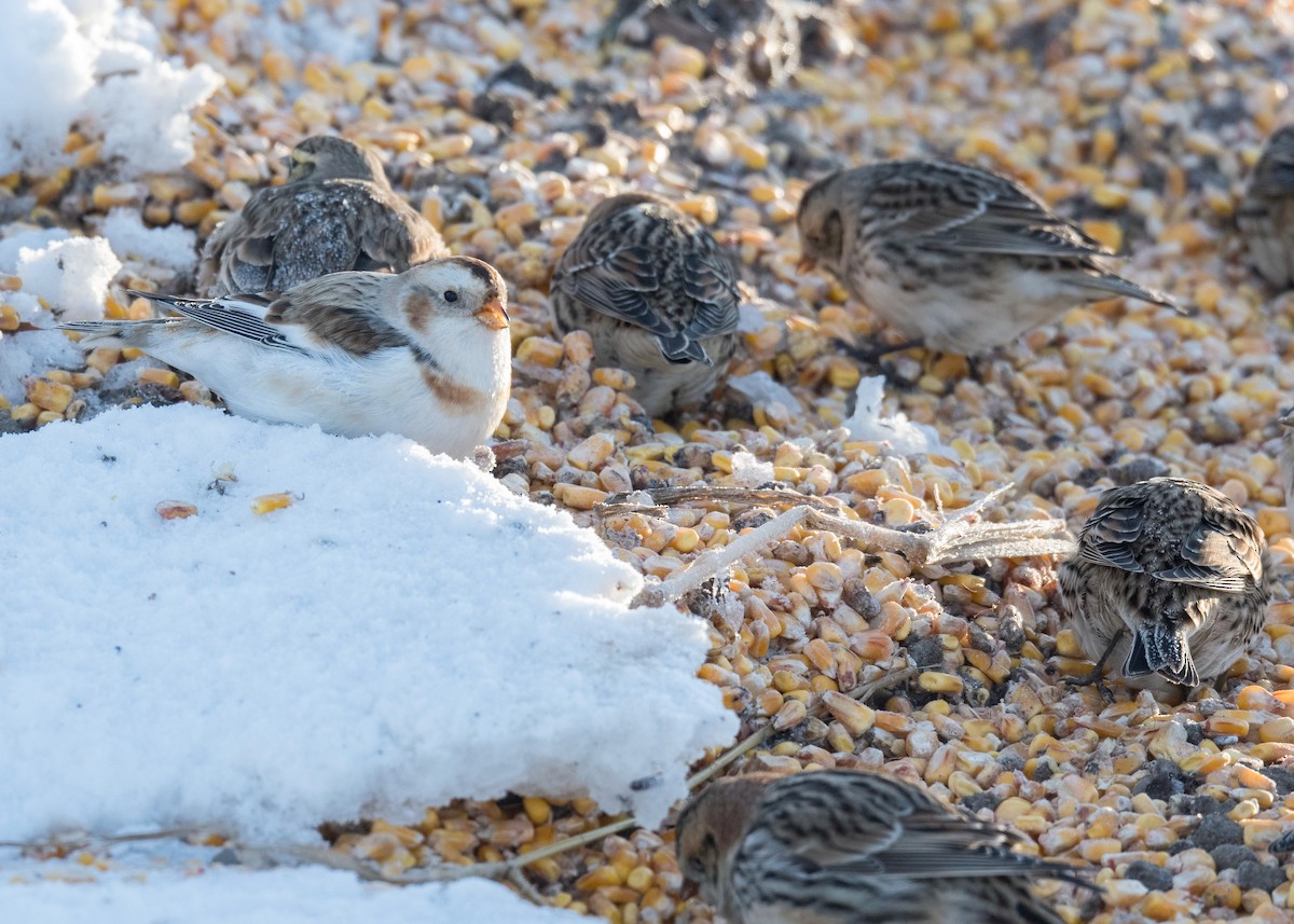 Zigolo della Lapponia - ML646417122