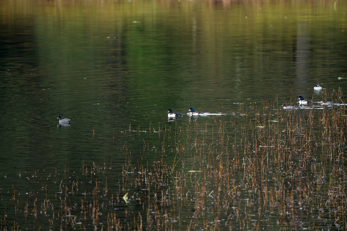 Barrow's Goldeneye - ML646417123