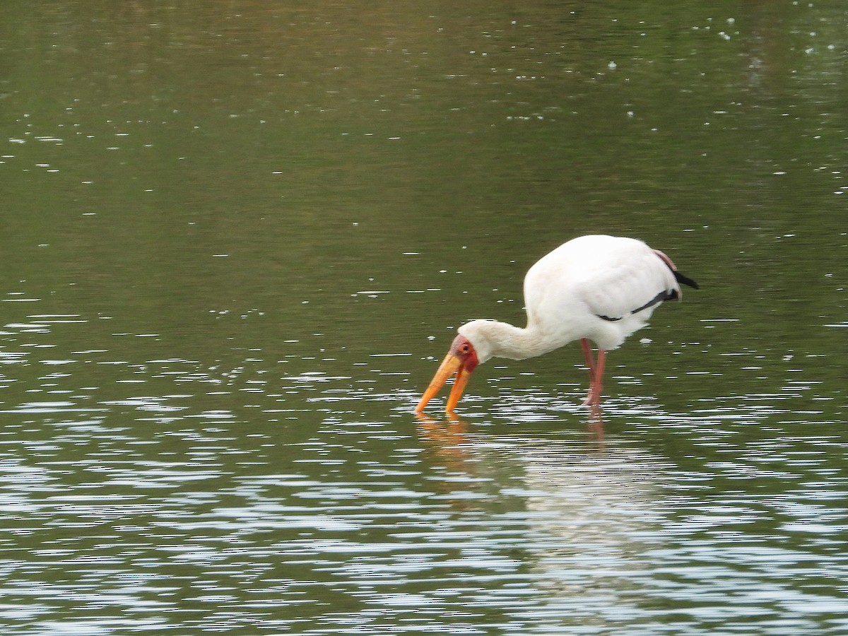 Yellow-billed Stork - ML646417124
