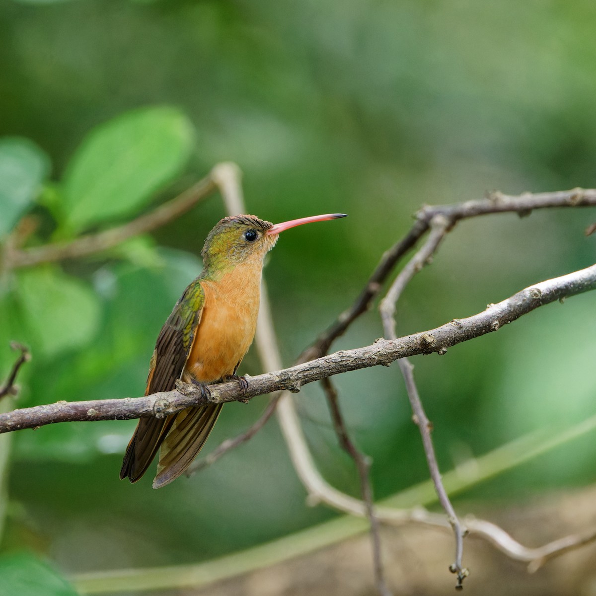 Cinnamon Hummingbird - ML646417125