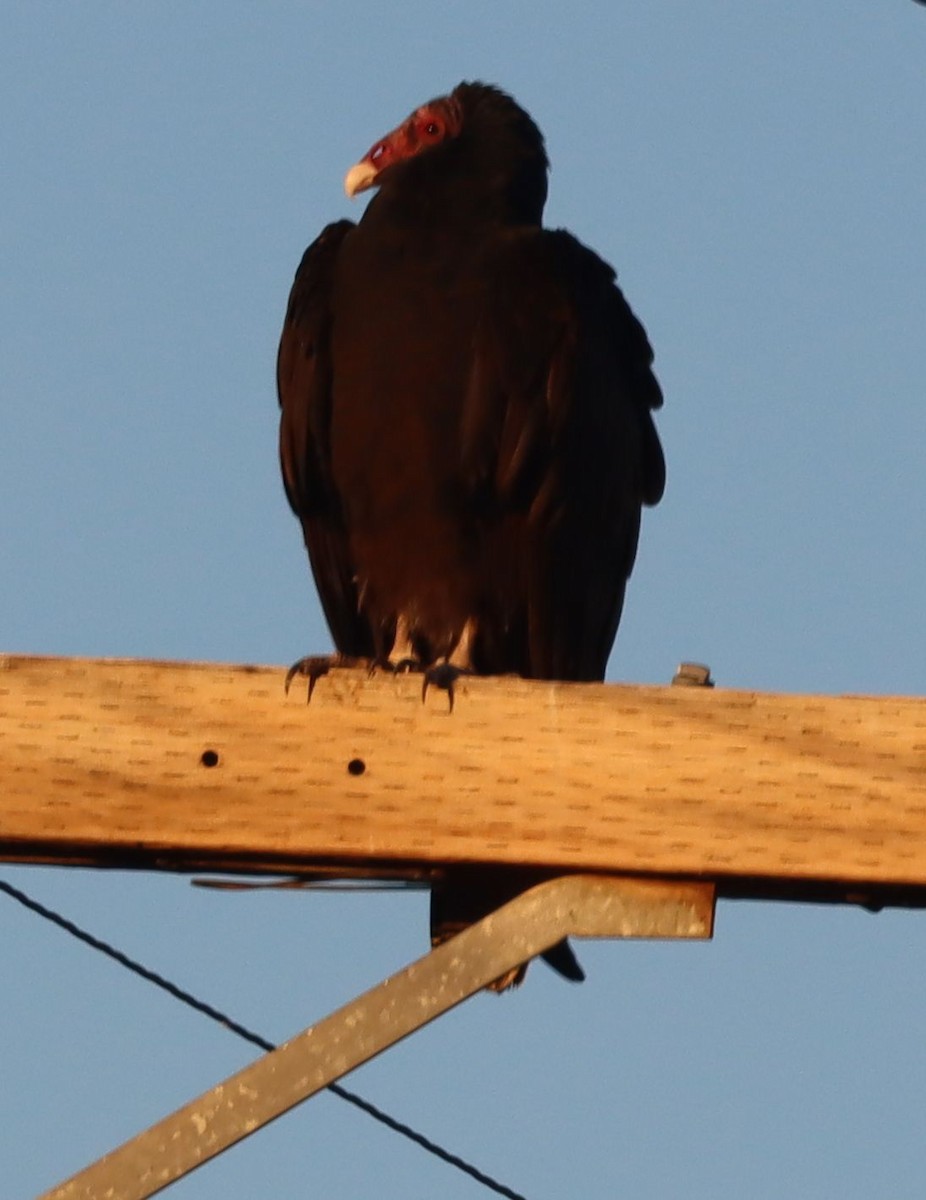 Turkey Vulture - ML646417126