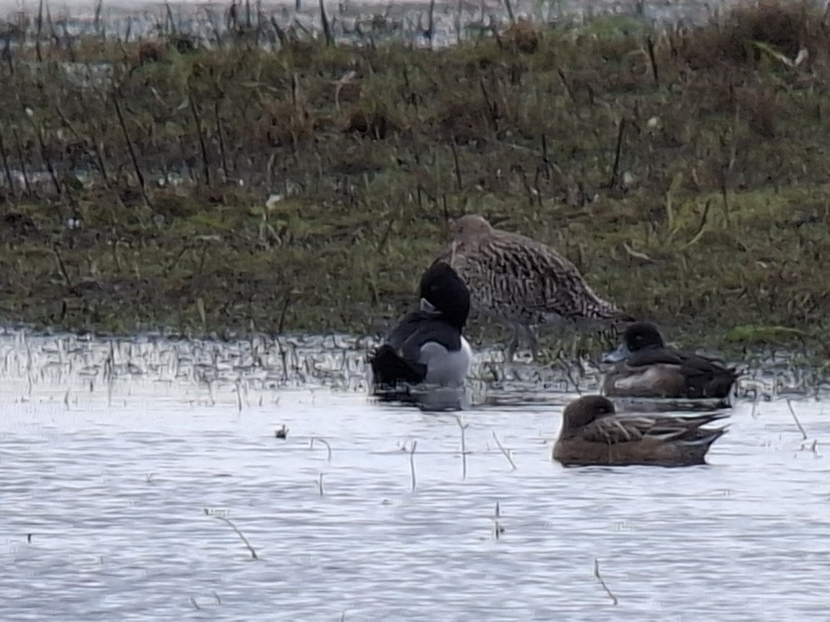 Moretta dal collare - ML646417127