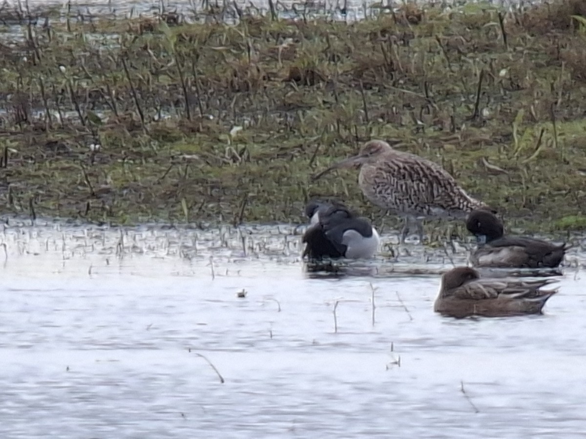 Moretta dal collare - ML646417128