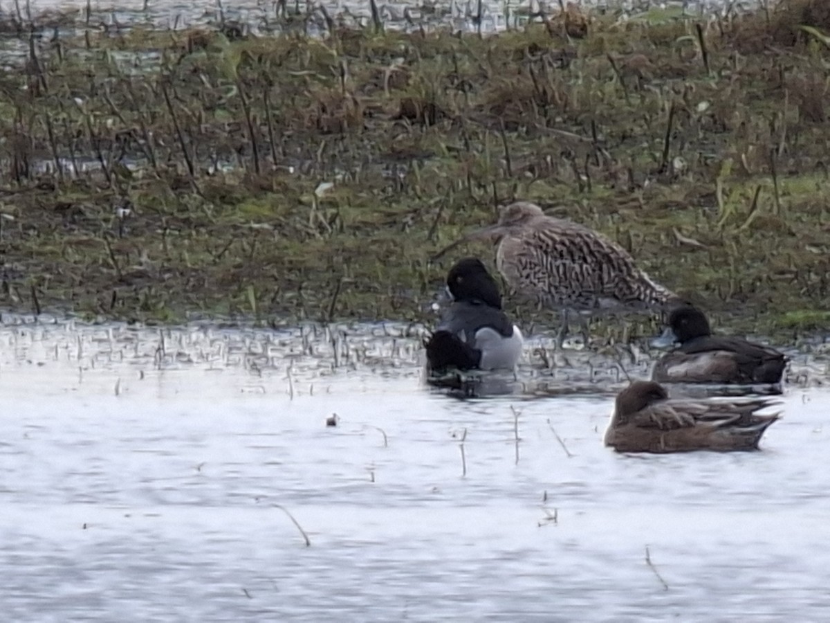 Moretta dal collare - ML646417129