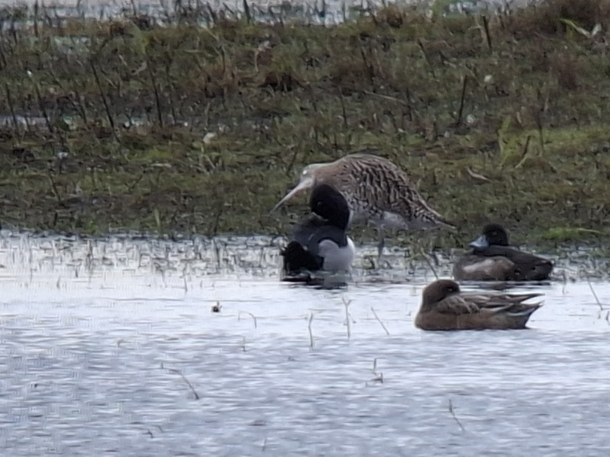 Moretta dal collare - ML646417130