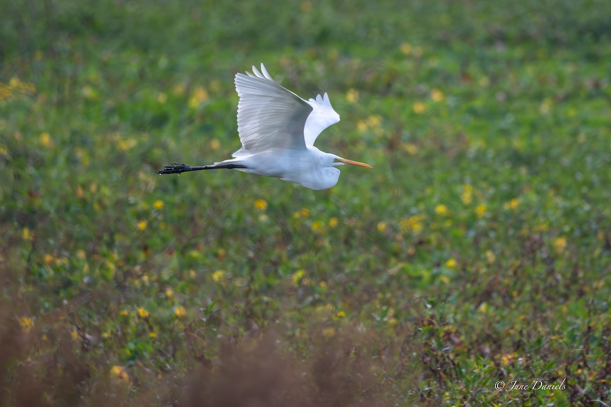 Airone bianco maggiore - ML646417131