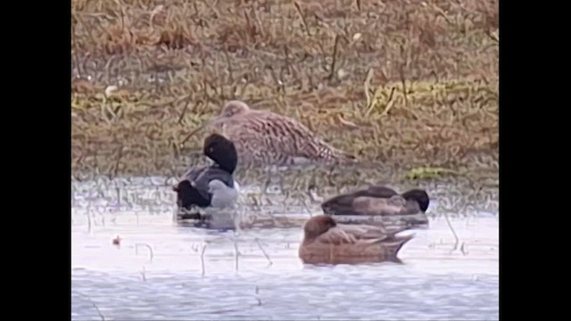 Ring-necked Duck - ML646417132