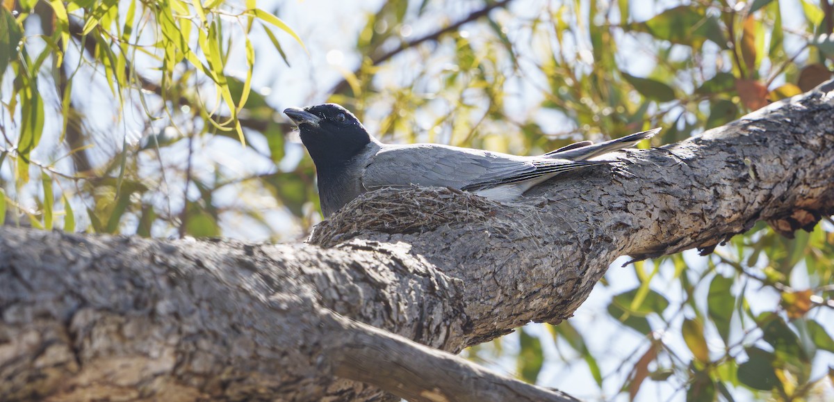 Black-faced Cuckooshrike - ML646417133