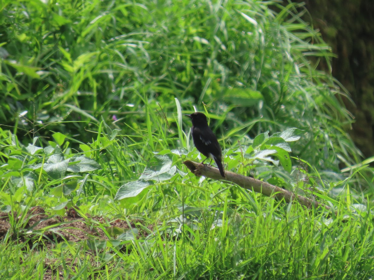 Saltimpalo bianco e nero - ML646417134