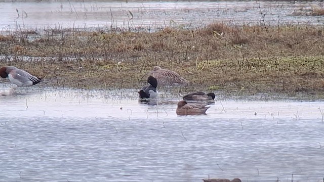 Ring-necked Duck - ML646417135