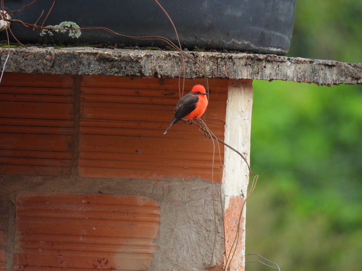 Vermilion Flycatcher - ML646417136