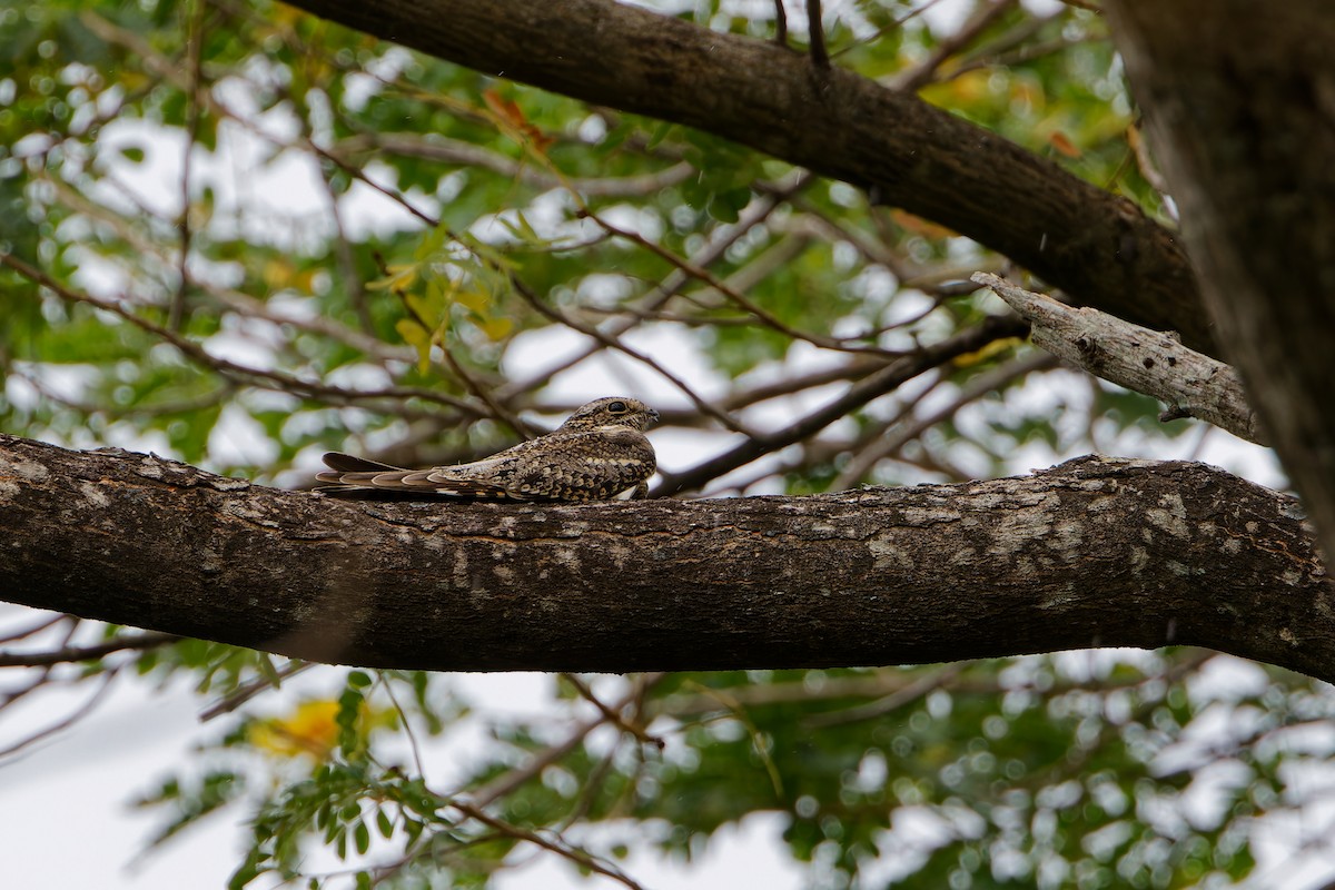 Lesser Nighthawk - ML646417137