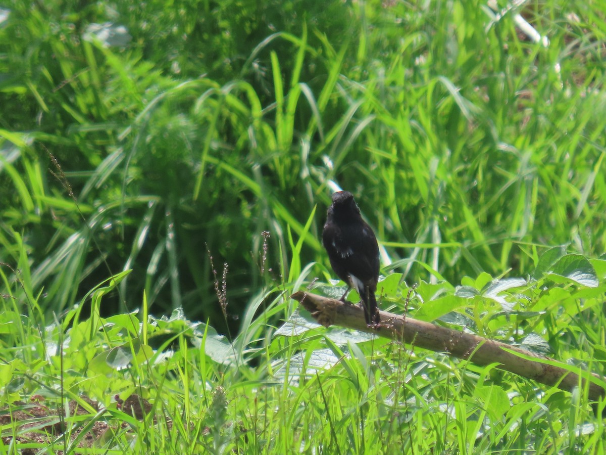 Pied Bushchat - ML646417139