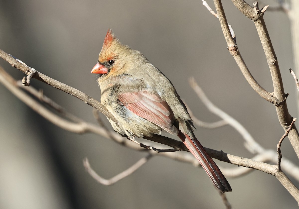 Northern Cardinal - ML646417140