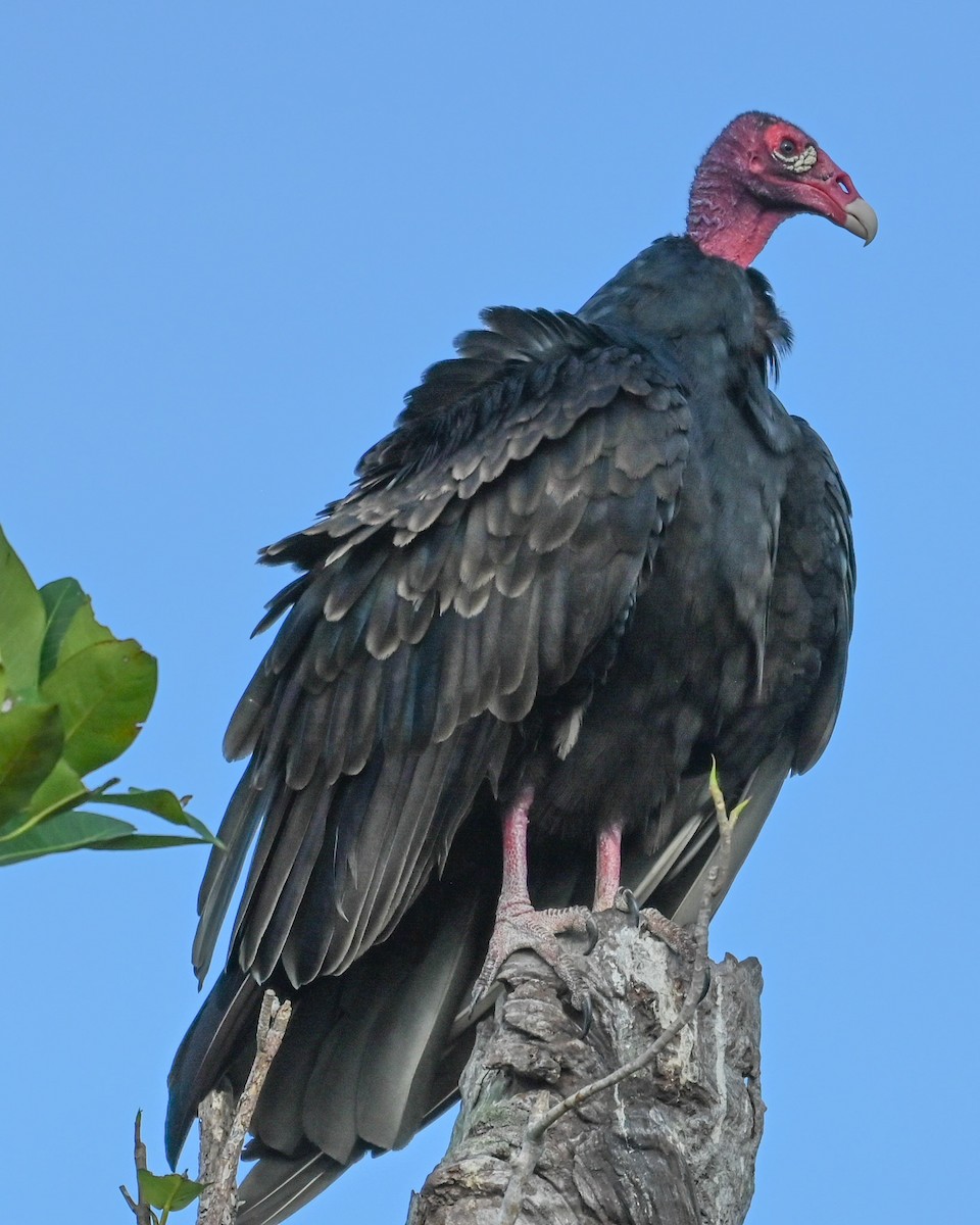 Turkey Vulture - ML646417141