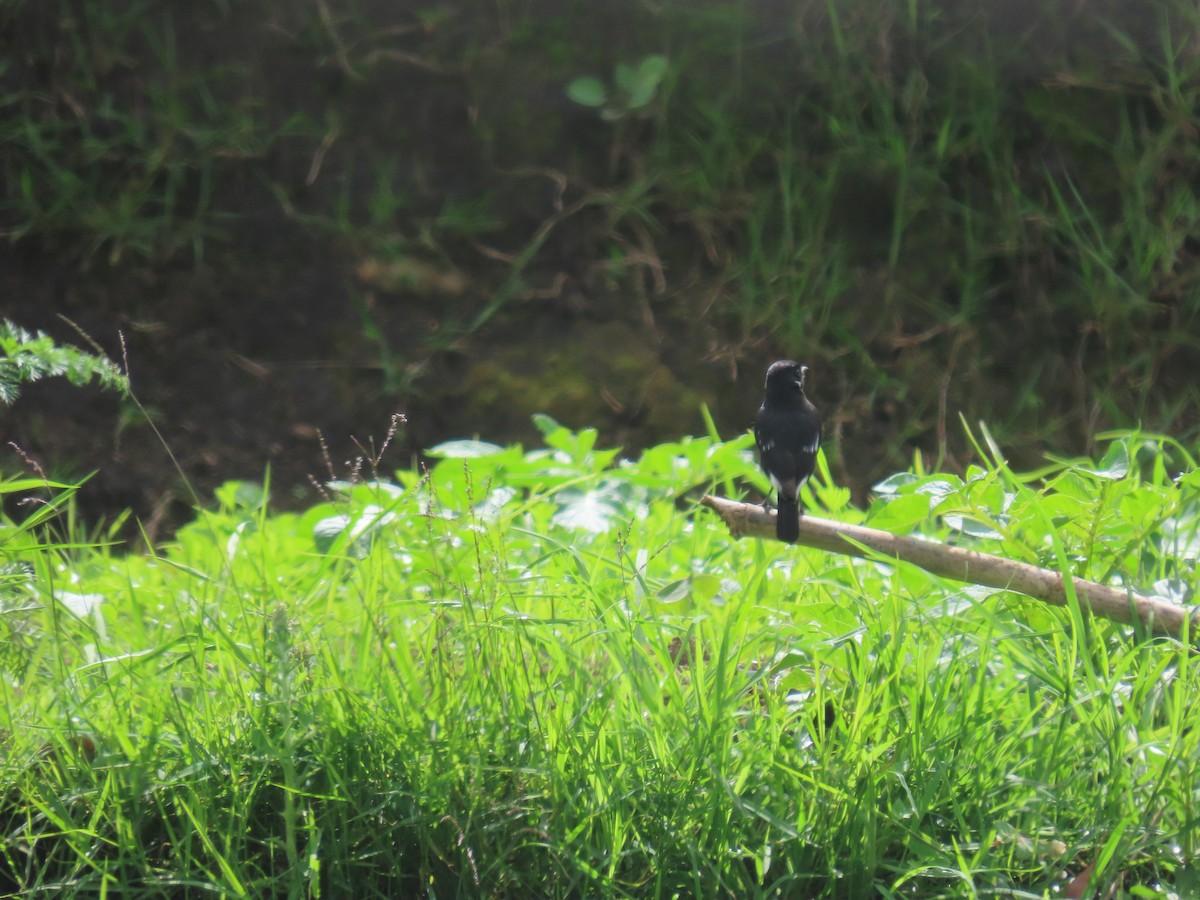 Pied Bushchat - ML646417142