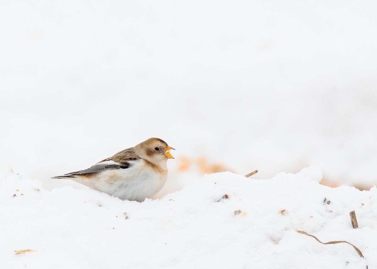 Snow Bunting - ML646417144
