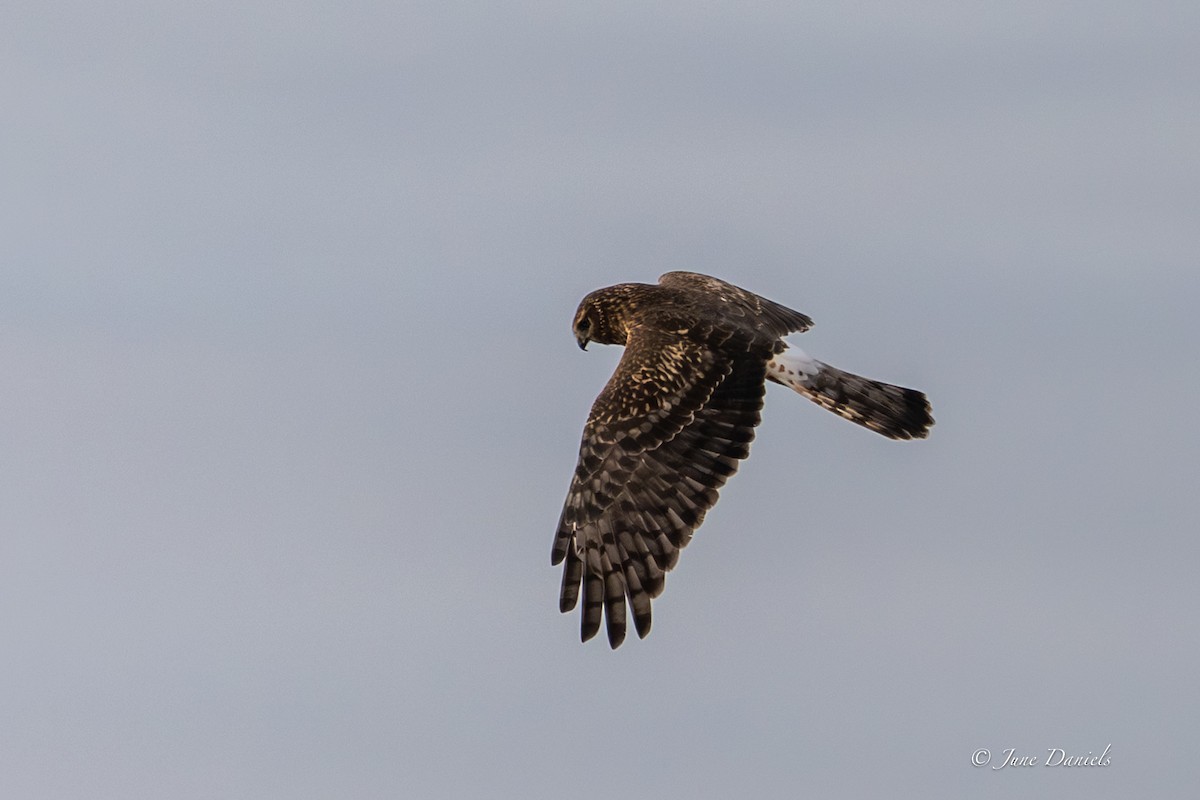 Northern Harrier - ML646417145