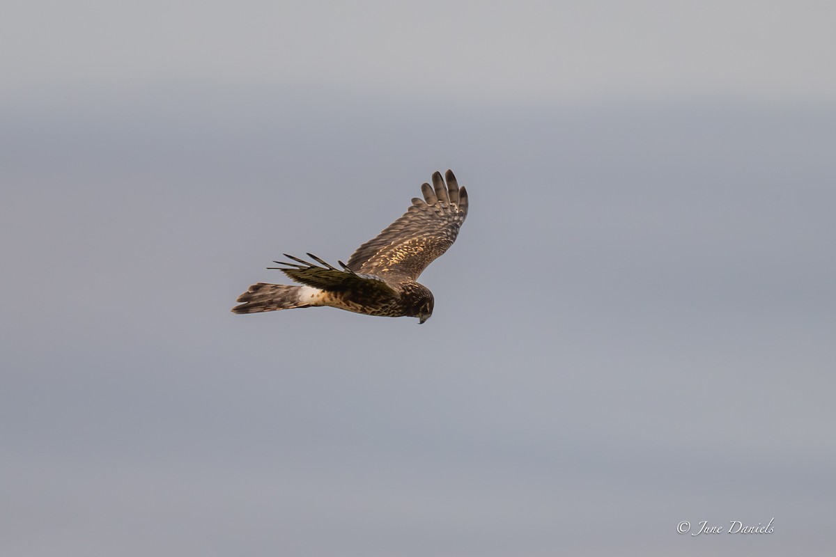 Northern Harrier - ML646417146