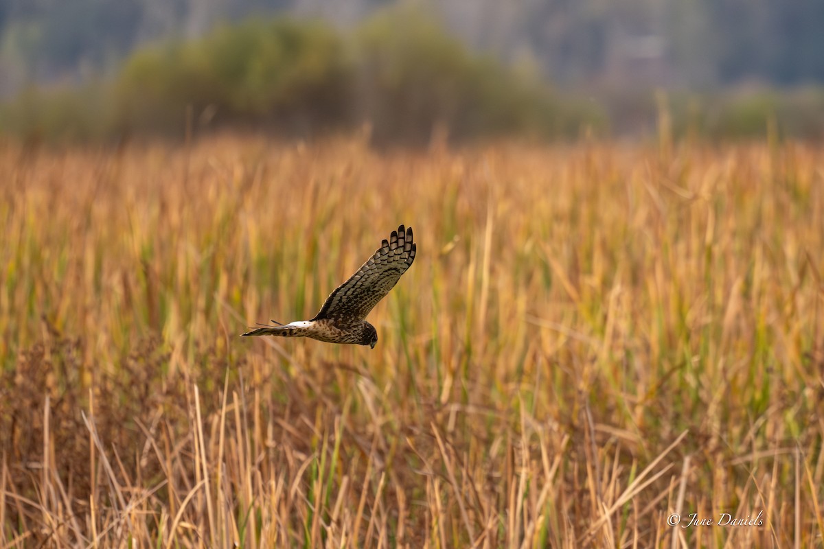 Northern Harrier - ML646417147