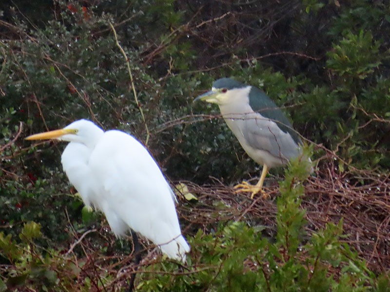 Nitticora - ML646417148