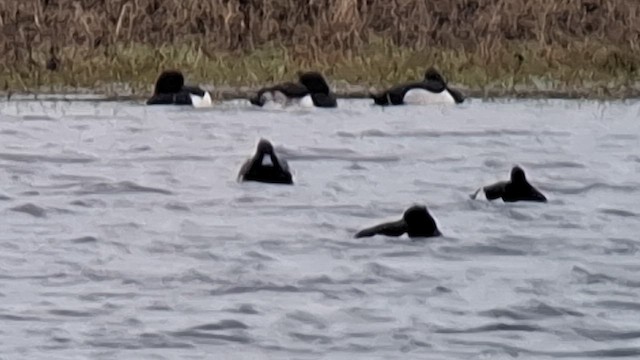 Tufted Duck x Greater Scaup (hybrid) - ML646417149